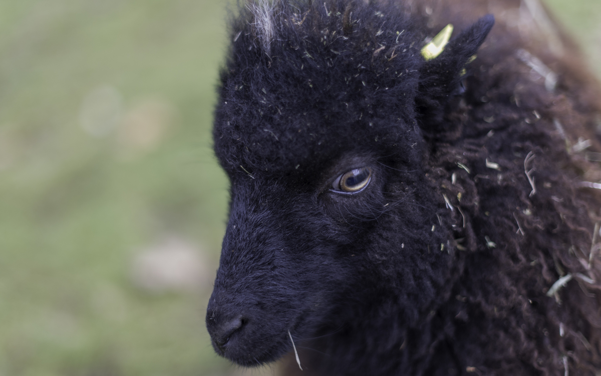 Journée de la tonte au parc Floral !