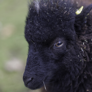 Journée de la tonte au parc Floral !