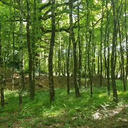 Journée de Patrimoine,  la celle grandmontaine du Cluzeau à Meuzac