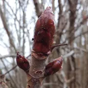 Journée découverte de la Gemmothérapie