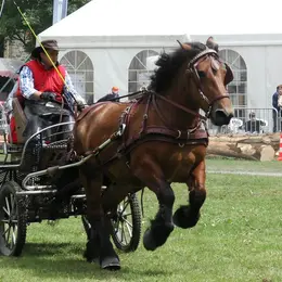 Journée du cheval