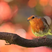 Journée faune ! au Jardin Bourian