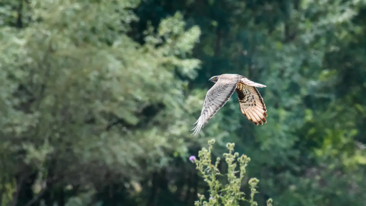 Journée formation ornithologie