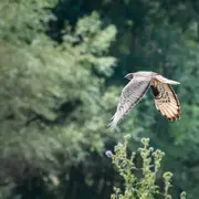 Journée formation ornithologie