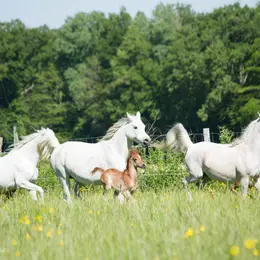 Journée  Haras de la Chataignière et repas