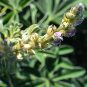 Journée internationale des légumineuses