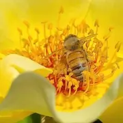 Journée mondiale de l'abeille