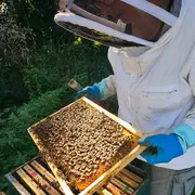 Journée Mondiale des Abeilles