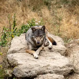 Journée mondiale des animaux au Parc du Thot