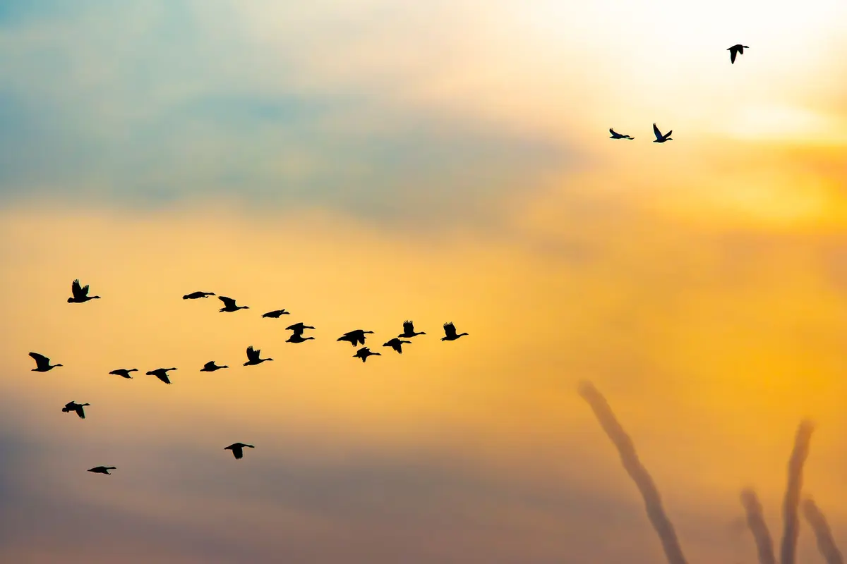 Journée Mondiale des oiseaux migrateurs