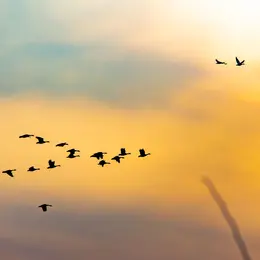 Journée Mondiale des oiseaux migrateurs
