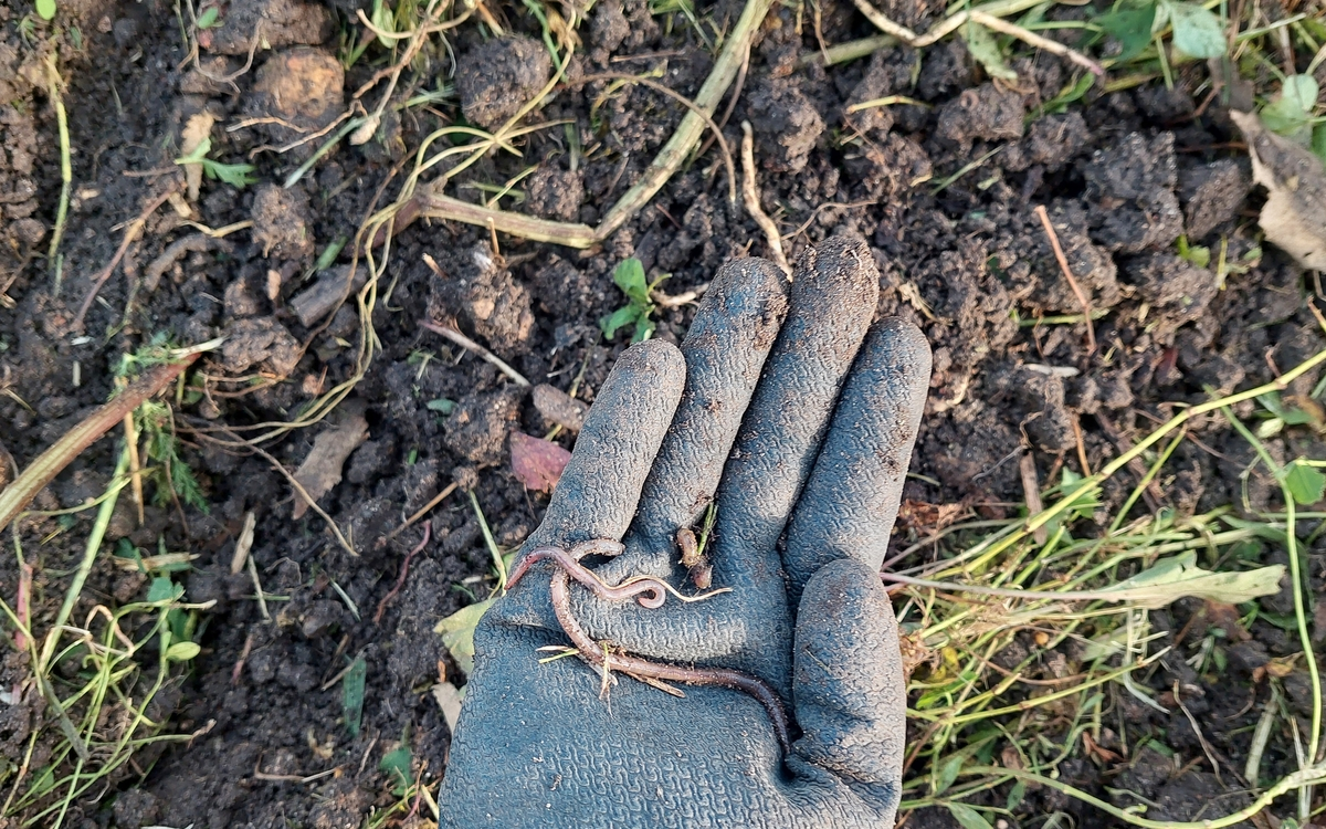 Journée mondiale des sols à la Ferme de Paris
