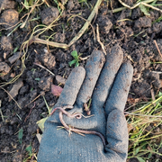 Journée mondiale des sols à la Ferme de Paris
