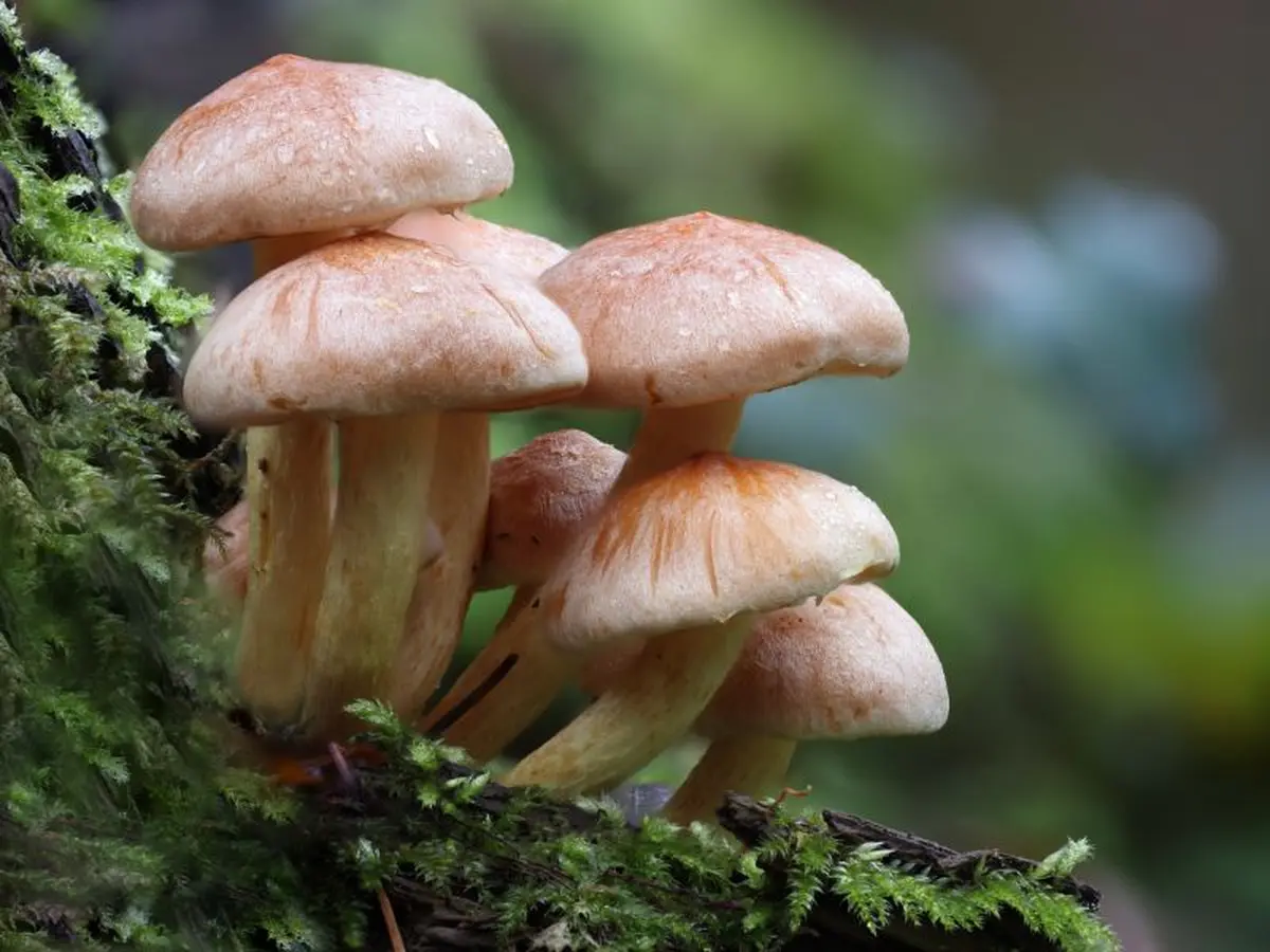 Journée Mycologie
