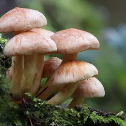 Journée Mycologie