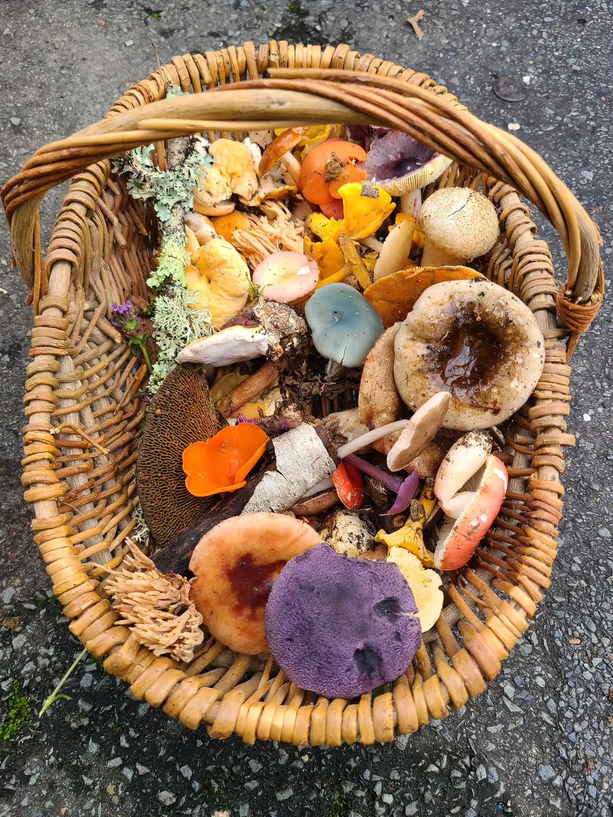 Journée mycologique : cueillette de champignons