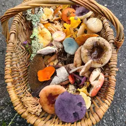 Journée mycologique : cueillette de champignons