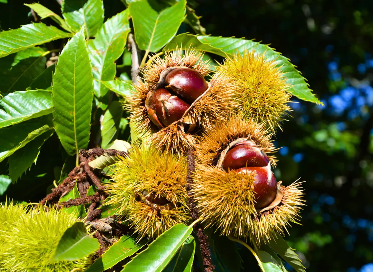 Journée Portes Ouvertes - Le châtaignier de l'arbre à l'assiette