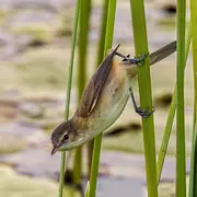 Journée Refuges Lpo