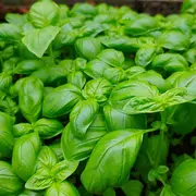 Journée rencontres « Jardins d'Italie »