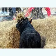 Journée taurine à la Manade Gillet