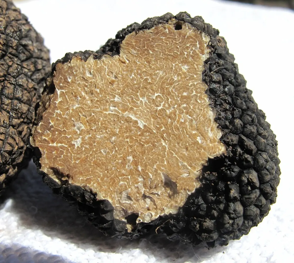 Journée Terroirs et Gastronomie : truffes d'été, cavage, brouillade