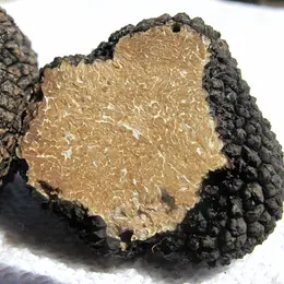 Journée Terroirs et Gastronomie : truffes d'été, cavage, brouillade