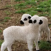 Journée tonte des moutons au Parc Animalier