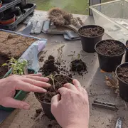 Journée TROC’PLANTS à l’ALSH