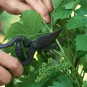 Journée végétale au jardin de la forge fleurie