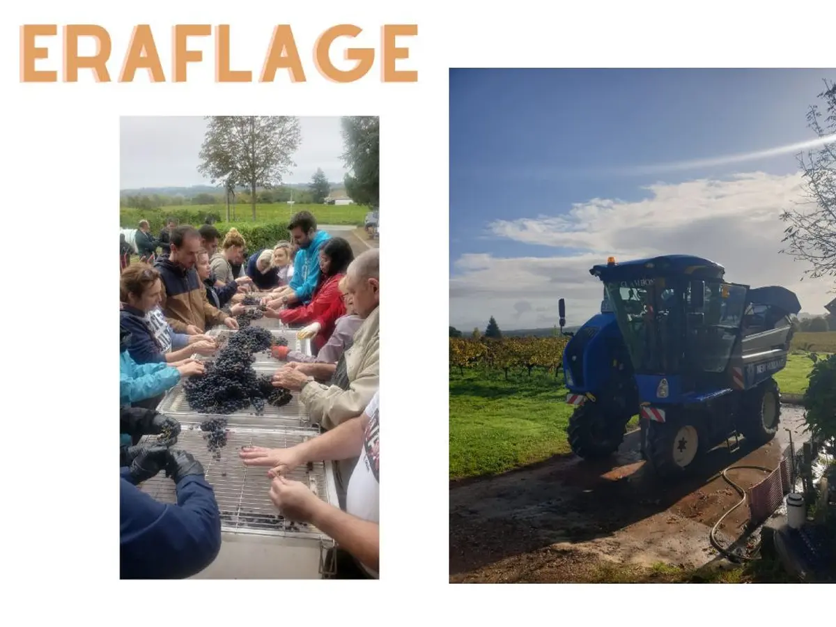 Journée vendange au Château Haut-Pradot