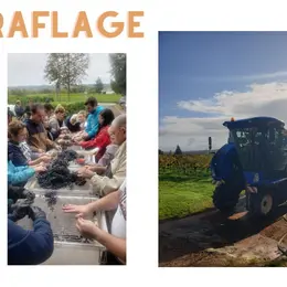 Journée vendange au Château Haut-Pradot