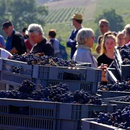 Journée vendanges au Château Réaut