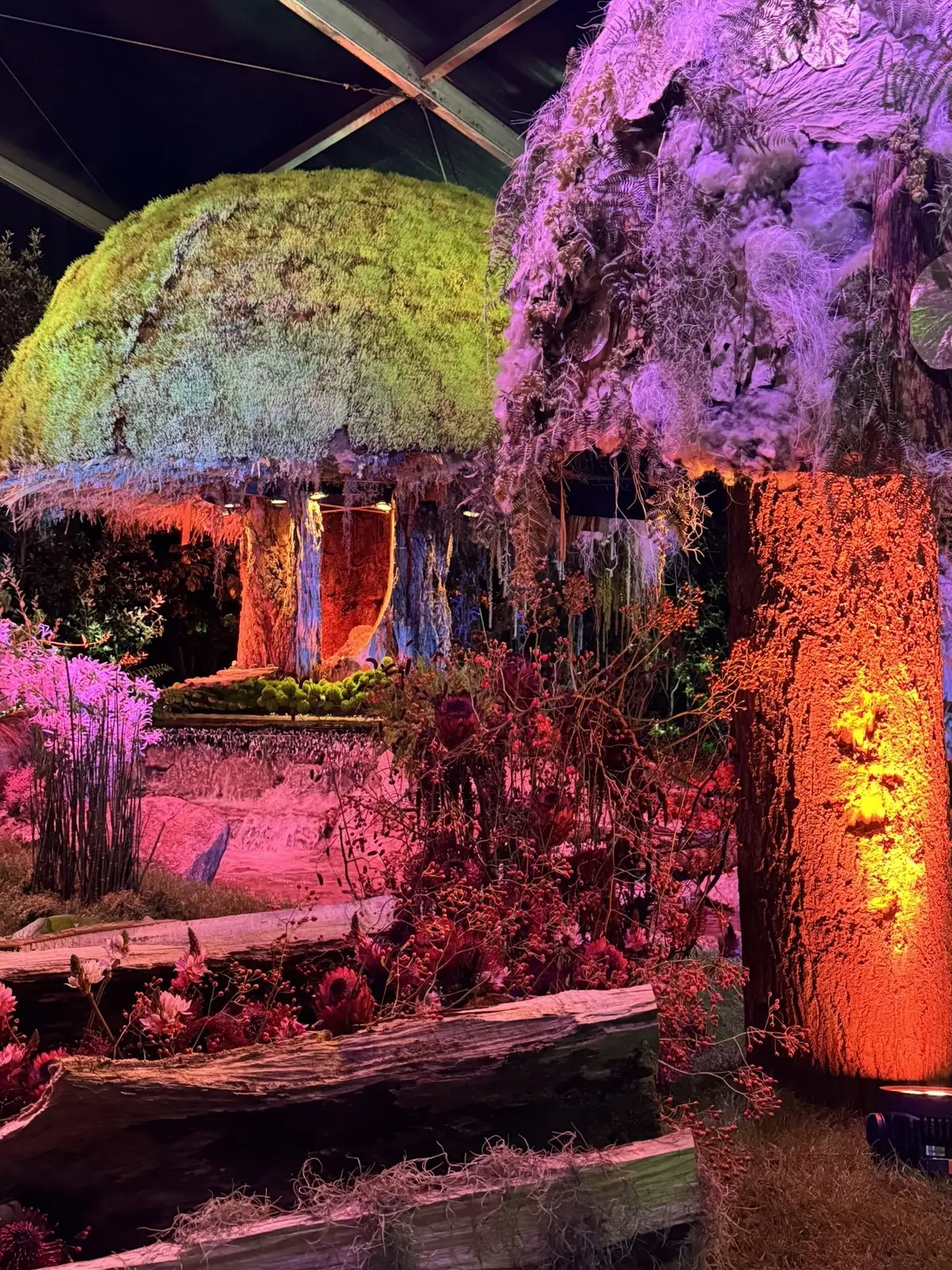 La beauté de ces champignons végétaux (Folie Flore 2025)