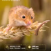 Journées des petits mammifères avec la maison de la Loire