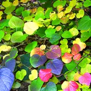 Journées des plantes d'automne