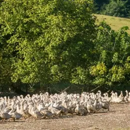 Journées du patrimoine et foie gras : portes ouvertes à la Ferme des Roucel