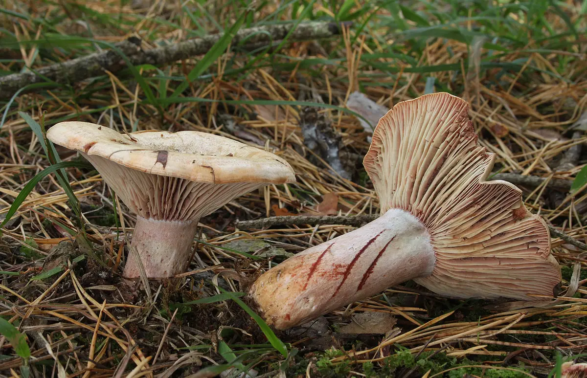 Journées Eupéennes du Patrimoine : Sortie champignons