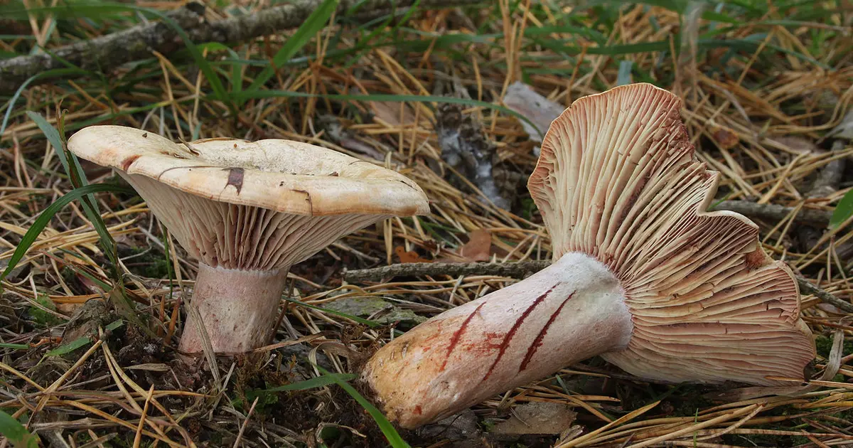 Journées Eupéennes du Patrimoine : Sortie champignons