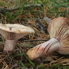 Journées Eupéennes du Patrimoine : Sortie champignons