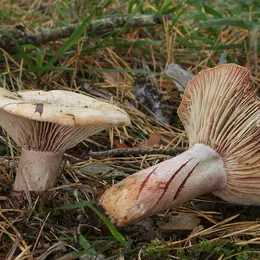 Journées Eupéennes du Patrimoine : Sortie champignons