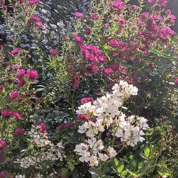 Journées européénes du patrimoine au jardin personnel d'André Eve