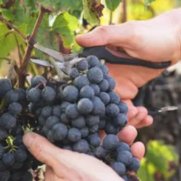 Journées Européennes du Patrimoine | Les 80 ans de l'appellation Pécharmant