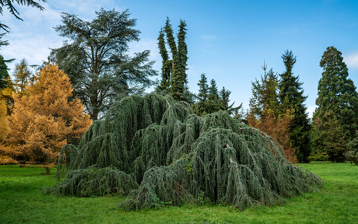 Journées internationales des forêts à l'arboretum de Paris
