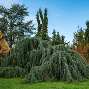 Journées internationales des forêts à l'arboretum de Paris
