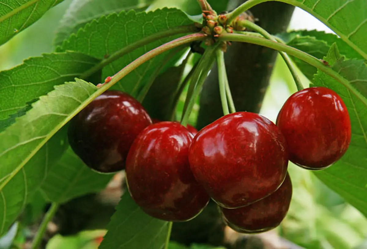 Juin : les dernières semences :