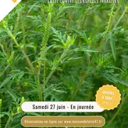 Juin Un Mois Une Action Lutte contre les espèces invasives - Ambroisie avec la Maison de la Loire