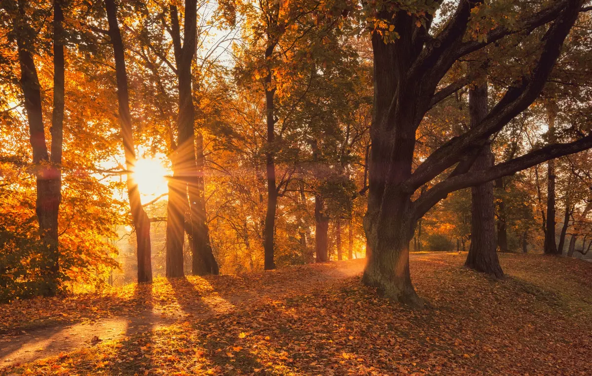 Jusqu'à 21 °C en Alsace : un air de printemps va revenir cette semaine !
