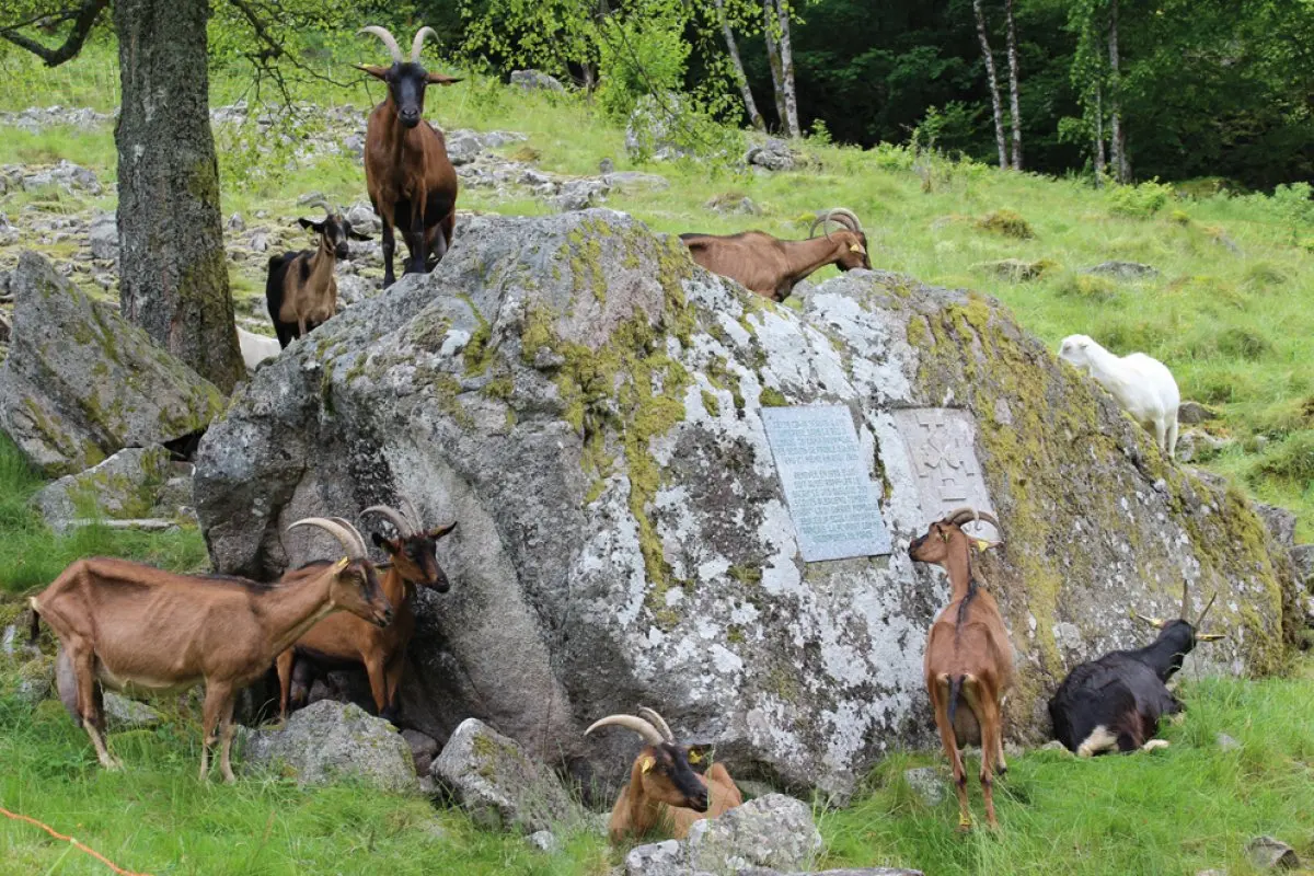 Les animaux le long du sentier de la Wormsa