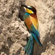 KaiserHerbst - L'automne impérial